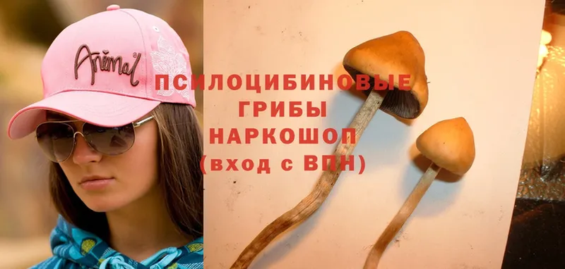 Псилоцибиновые грибы Psilocybine cubensis  Завитинск 